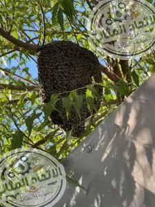 ازالة خلية نحل بالدمام