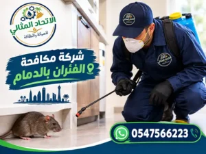 شركة مكافحة الفئران بالدمام